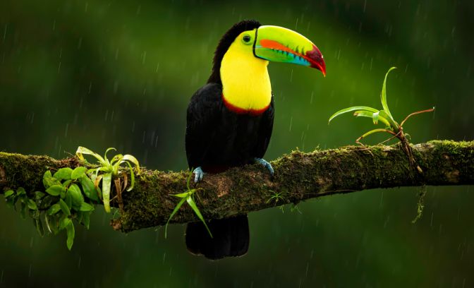 Toucan in het oerwoud